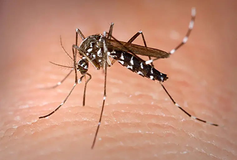 NCDC warns of chikungunya outbreak, urges Nigerians to prevent mosquito bites